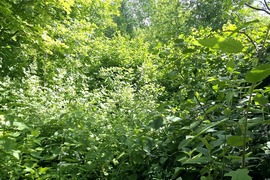 деревня Деньково, СТ Прогресс, 125